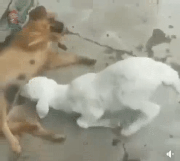 Có nằm im không.