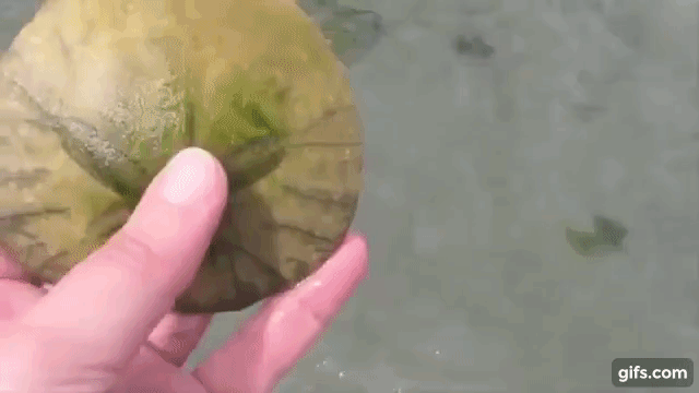 Tưởng cục đá đen sì trên bờ biển, cô gái cầm lật lên mới tá hoả vì đây là... - Ảnh 2.