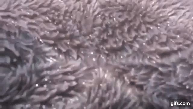 Tưởng cục đá đen sì trên bờ biển, cô gái cầm lật lên mới tá hoả vì đây là... - Ảnh 4.