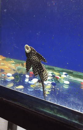 Dành cả tuổi thanh xuân để... lau kính