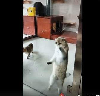 Nhảy chút thôi mà. Nhảy chút thôi mà.