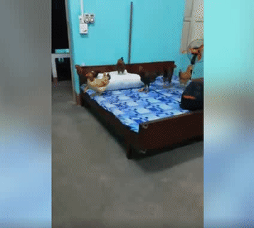 Khi bạn vừa giặt chăn ga đón tết