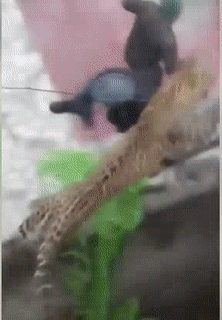 Mình em cân cả làng