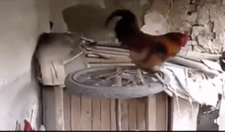 Bồng bềnh quá rồi tập thôi.