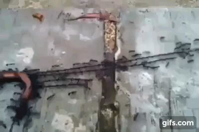 loai-kien-doan-ket loai-kien-doan-ket