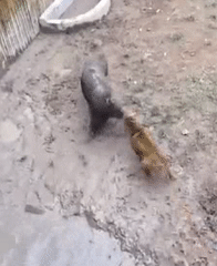 Tưởng to con mà sợ à.