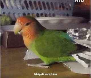 Họ chê tôi ít lông.