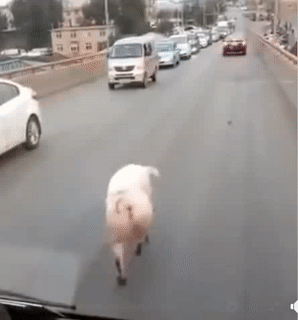 Đường em em đi em đi.