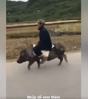 Phương tiện giao thông quê tớ.