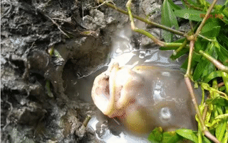 Các cụ nói cấm có sai.