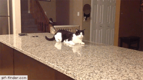 Cái kết của chú mèo thích thể hiện. Cái kết của chú mèo thích thể hiện.