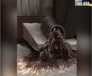 Sức sống phi thường