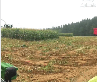 Ngạc nhiên chưa.