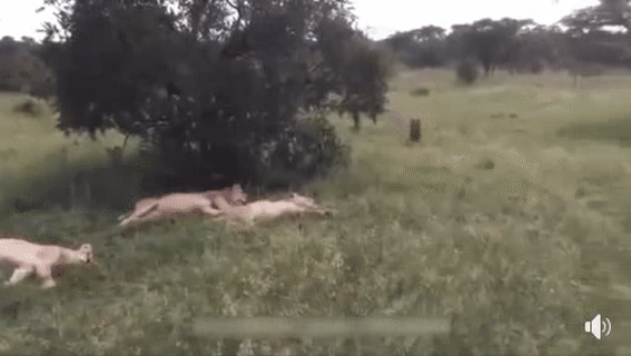 Mạo hiểm quá. Mạo hiểm quá.