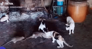 Chẳng biết nuôi mèo để làm gì nữa.