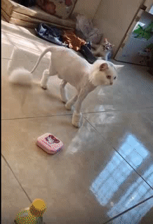 Sang chấn tâm lý mất.