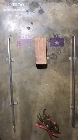 Đội nào sẽ thắng Đội nào sẽ thắng