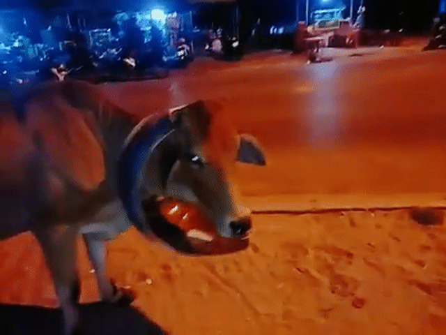 Nghịch dại Nghịch dại