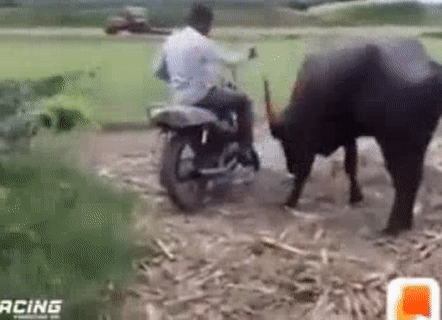 Tôi rất ghét nệt pô. Tôi rất ghét nệt pô.