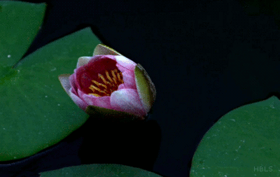 Nếu chưa biết hoa nở như thế nào thì những bức ảnh này sẽ cho bạn câu trả lời - Ảnh 18. Nếu chưa biết hoa nở như thế nào thì những bức ảnh này sẽ cho bạn câu trả lời - Ảnh 18.