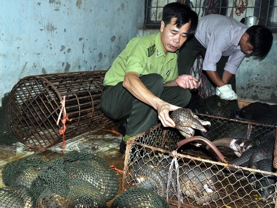 “Mòn mỏi” chờ luật, hơn một nửa số 70 tê tê được cứu đã chết