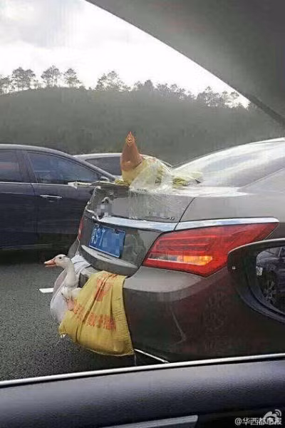 Hài hước cảnh gà vịt đi xe hơi về thành phố sau nghỉ Tết ảnh 2