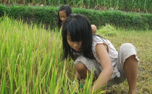 Tranh thủ ngày nghỉ giúp mẹ ra cắt lúa về để cho bò ăn