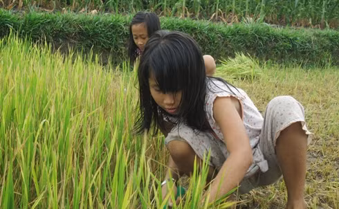 Tranh thủ ngày nghỉ giúp mẹ ra cắt lúa về để cho bò ăn