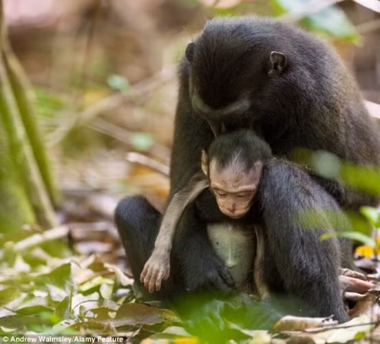 Ảnh tình mẫu tử của loài vật