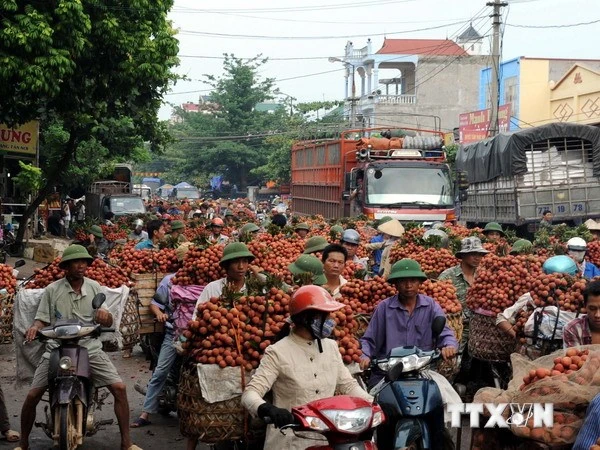 "Vương quốc” vải thiều Lục Ngạn vào mùa chính vụ