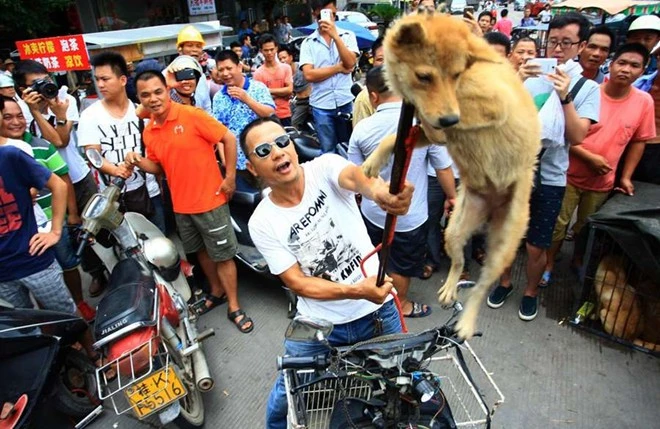 Tranh đấu cản ngăn lễ hội thịt chó