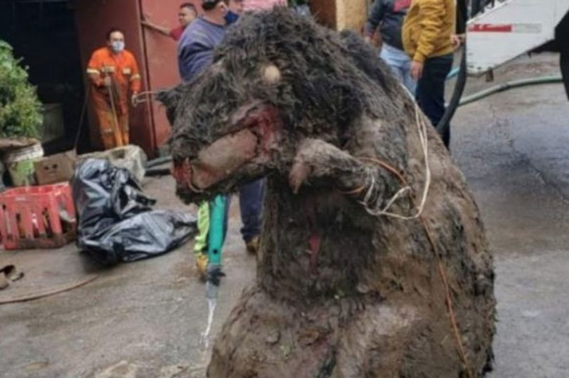 Kinh hoàng phát hiện "chuột khổng lồ" trong đường ống nước ngầm ảnh 1 Kinh hoàng phát hiện