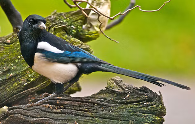 12 phong tục kỳ lạ trên khắp thế giới ít người biết