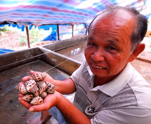 Tỷ phú nuôi ốc hương trên Đảo Ngọc
