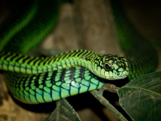 Một con rắn đực Boomslang có chất độc đáng sợ.