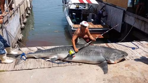 Ryan Springs và con cá nhám hổ nặng gần 400 kg. Ảnh: AP