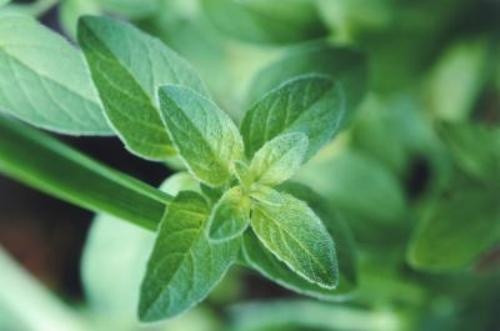 Mẹo diệt chuột an toàn không cần đánh bả