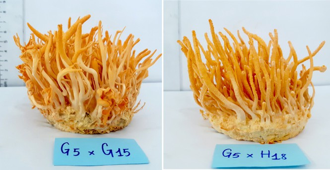 Học sinh Việt giành cú đúp Huy chương Vàng tại 2 cuộc thi Khoa học quốc tế - ảnh 1