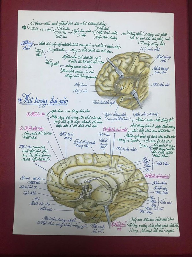 Những hình ảnh vẽ tay giải phẫu học về đại não được chàng sinh viên trẻ ghi chú tỉ mỉ đến từng chi tiết với nét chữ rất đẹp. Những hình ảnh vẽ tay giải phẫu học về đại não được chàng sinh viên trẻ ghi chú tỉ mỉ đến từng chi tiết với nét chữ rất đẹp.
