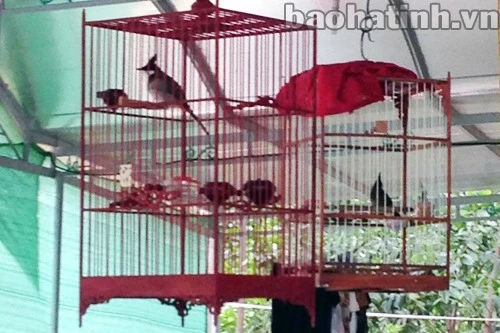 Thú chơi chào mào - “bậc quân vương” chim cảnh ở Việt Nam