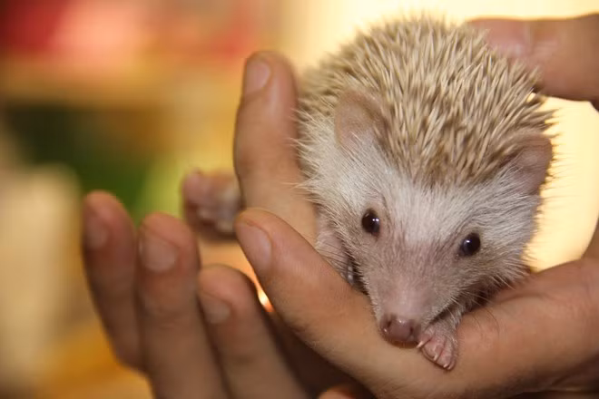 2,5 triệu đồng/con nhím cảnh màu "độc"