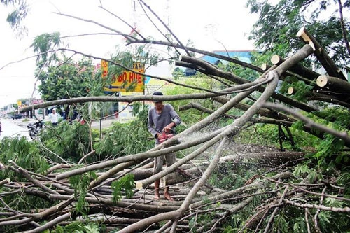 Cây xanh bị lốc xoáy thổi đổ chắn ngang đường