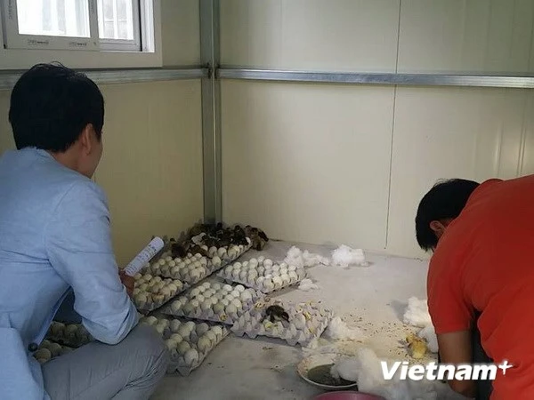 Mua bán trứng vịt lộn ở Hàn Quốc có thể bị phạt 1.000 USD