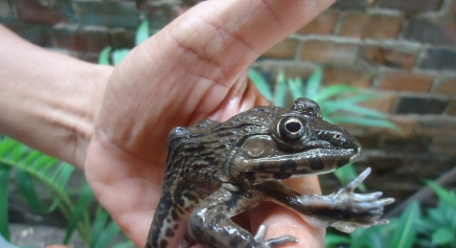 Ếch 5 chân xuất hiện tại Đồng Nai