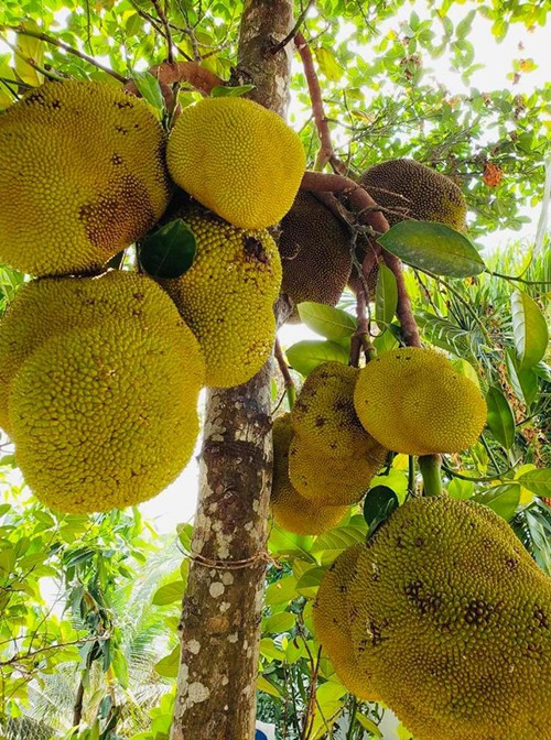 Phát "sốt" với vườn cây sai trĩu quả của Việt Trinh ảnh 4 Phát