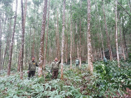 Trồng 1 tỷ cây xanh: Tránh chạy theo phong trào, "trồng 10, chết 9" ảnh 1 Trồng 1 tỷ cây xanh: Tránh chạy theo phong trào,