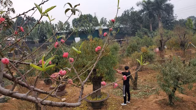 Người làm nghề trồng đào Nhật Tân lo cho vụ mùa dịp Tết Nguyên đán - 6