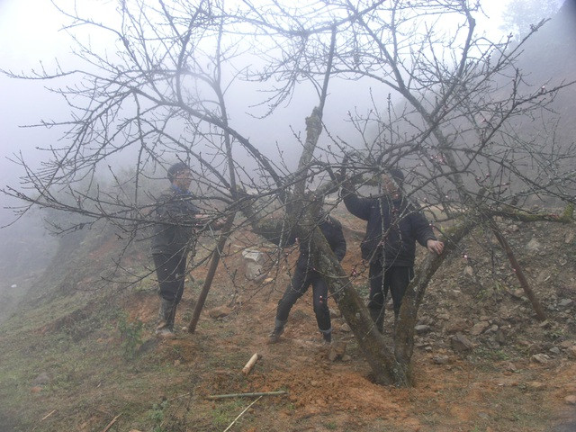 Sa Pa năm nay hiếm đào cổ thụ đẹp xuống chợ - 1