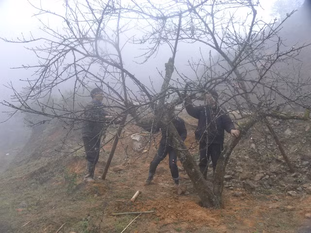 Sa Pa năm nay hiếm đào cổ thụ đẹp xuống chợ - 1