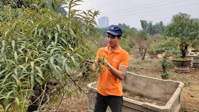 Người làm nghề trồng đào Nhật Tân lo cho vụ mùa dịp Tết Nguyên đán - 4